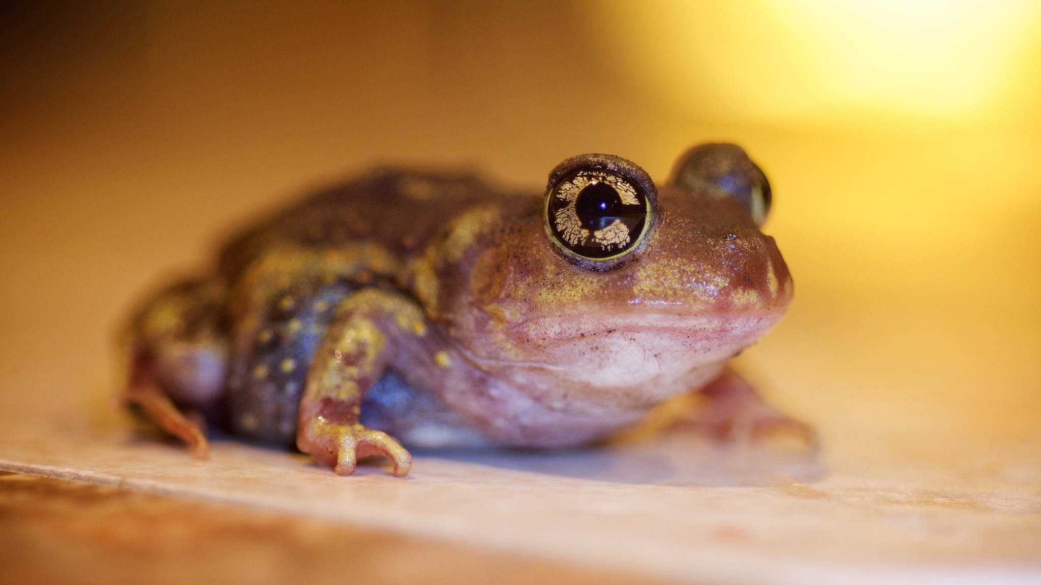 eastern spadefoot observation by floridensis on iNaturalist.org